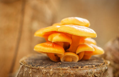 bright orange mushroom