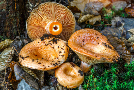 bright orange mushroom